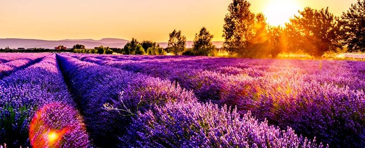 Nature the holistic healer Sun setting over a field of lavender